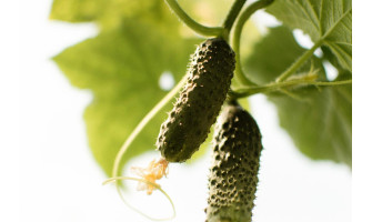 Siltumnīcas strādnieks/strādniece! Siltumnīcas strādnieks/strādniece!